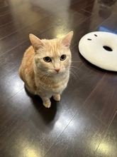 声優・森嶋秀太、愛猫を紹介「はじめまして、くるみです」【numan猫部】