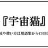 「ぬこ（ぬこ）」の画像2