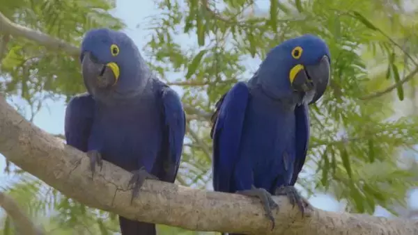 「下野紘がナレーションを担当！ 『南米の奇妙な動物大集合！』 日本初放送決定！」の画像