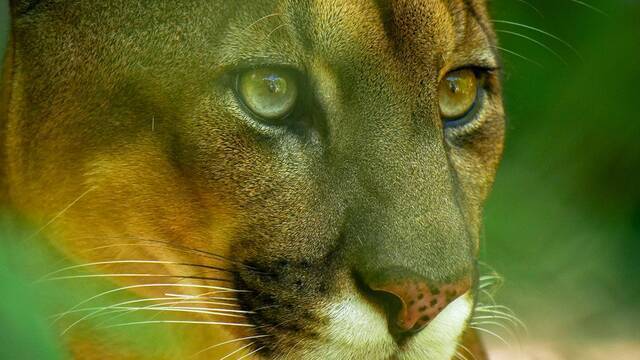 下野紘がナレーションを担当 南米の奇妙な動物大集合 日本初放送決定 21年9月6日 エキサイトニュース