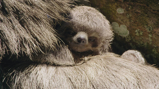 下野紘がナレーションを担当！ 『南米の奇妙な動物大集合！』 日本初放送決定！