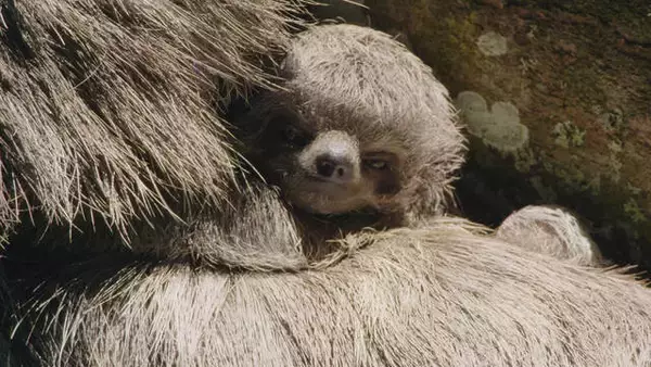 「下野紘がナレーションを担当！ 『南米の奇妙な動物大集合！』 日本初放送決定！」の画像