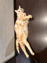 森嶋秀太の愛猫くるみちゃんはマンチカンだけど…「私の足は短くないんだから！」【numan猫部】