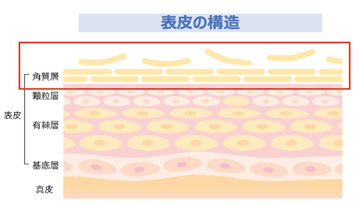 角質のダイエットしてる この夏ヤバい 角質太り 顔ダニ が起こす肌トラブル 年8月9日 エキサイトニュース