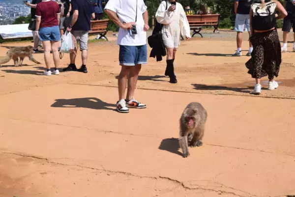 「スズキナオ　モンキーパークで猿にリンゴを渡したり長寿になったりした」の画像