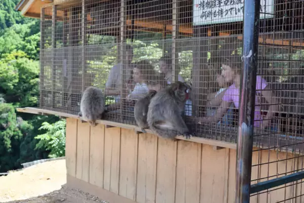 「スズキナオ　モンキーパークで猿にリンゴを渡したり長寿になったりした」の画像