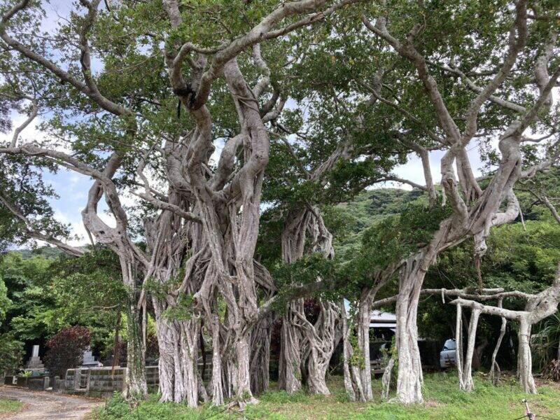 スズキナオ　20年後、やっと加計呂麻島へ行く