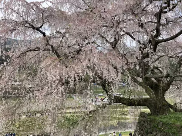 「スズキナオ　一本の桜を見に行く旅」の画像