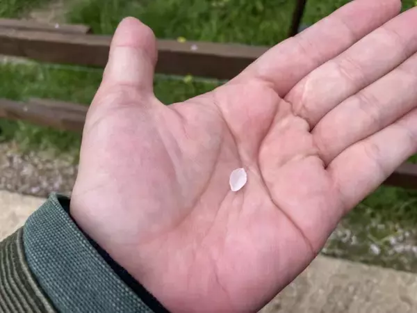 「スズキナオ　一本の桜を見に行く旅」の画像