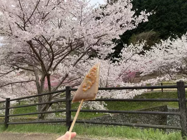 「スズキナオ　一本の桜を見に行く旅」の画像