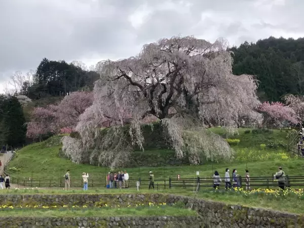「スズキナオ　一本の桜を見に行く旅」の画像