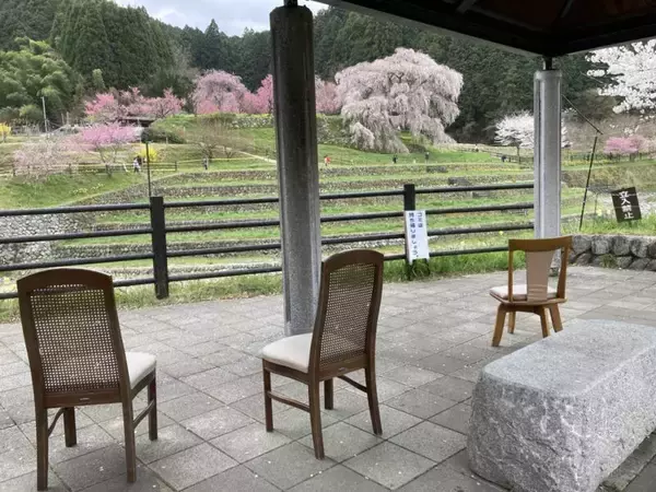 「スズキナオ　一本の桜を見に行く旅」の画像