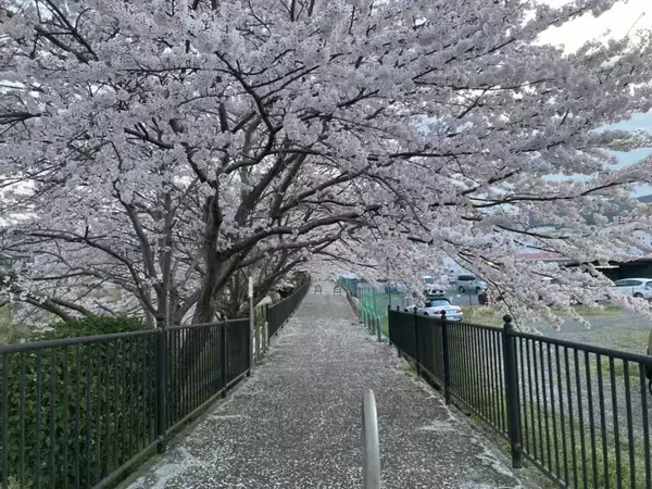 「スズキナオ　一本の桜を見に行く旅」の画像