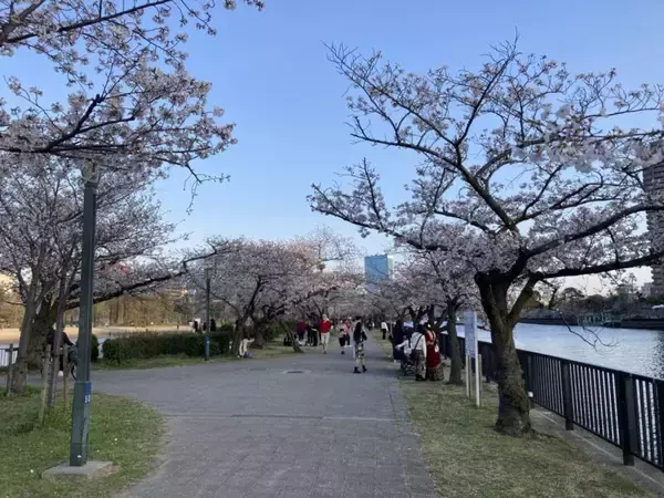 「スズキナオ　一本の桜を見に行く旅」の画像