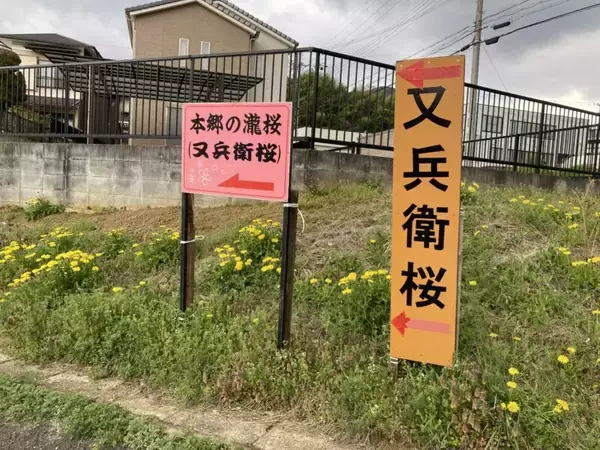 「スズキナオ　一本の桜を見に行く旅」の画像