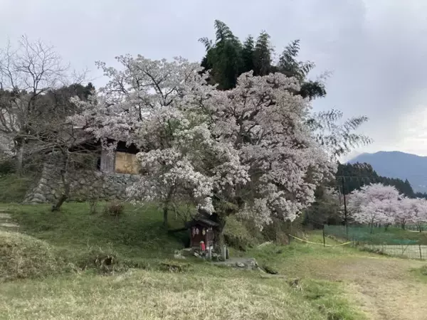「スズキナオ　一本の桜を見に行く旅」の画像
