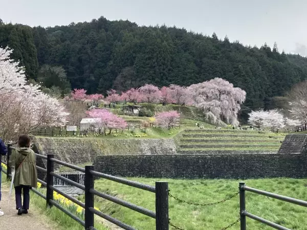 「スズキナオ　一本の桜を見に行く旅」の画像