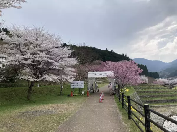 「スズキナオ　一本の桜を見に行く旅」の画像