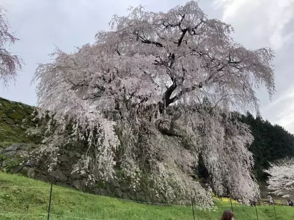 「スズキナオ　一本の桜を見に行く旅」の画像