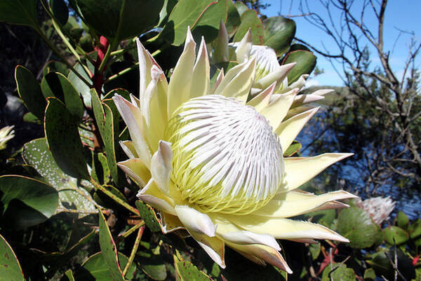 勉強になる 植物学ガイド 変わった花画像など 15年4月24日 エキサイトニュース