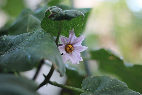 なすか なすびか なすび記念日に決着をつけよう 14年4月17日 エキサイトニュース