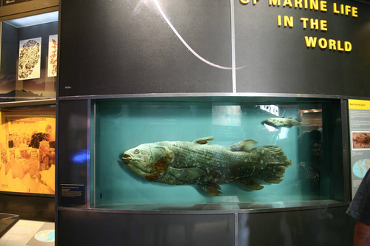シーラカンスから飼える古代魚の飼育法まで 古代魚の謎に迫るマニアックガイド 14年6月14日 エキサイトニュース