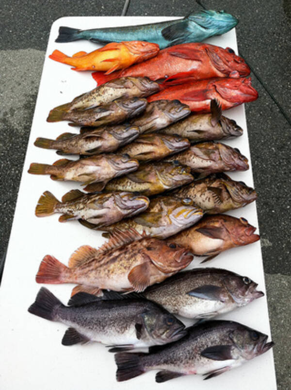 10月からはメバルシーズン メバル釣りガイド 14年10月18日 エキサイトニュース