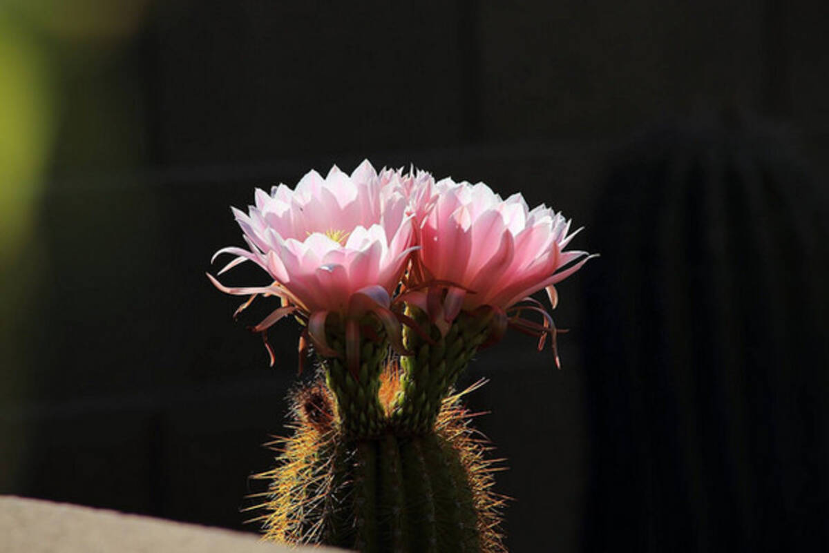 サボテンを上手に育てるガイド 食用もあるよ 15年3月10日 エキサイトニュース 12 15