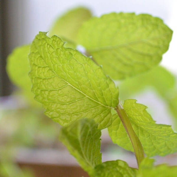 すっきり爽やか ペパーミント 特集 普通のミントと違う リキュールや料理にも使える 16年6月日 エキサイトニュース