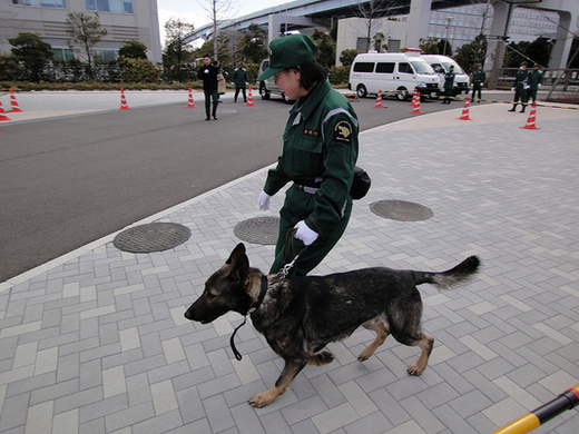 警察犬としても大活躍 憧れの犬種 ジャーマンシェパード 画像27枚 15年12月4日 エキサイトニュース