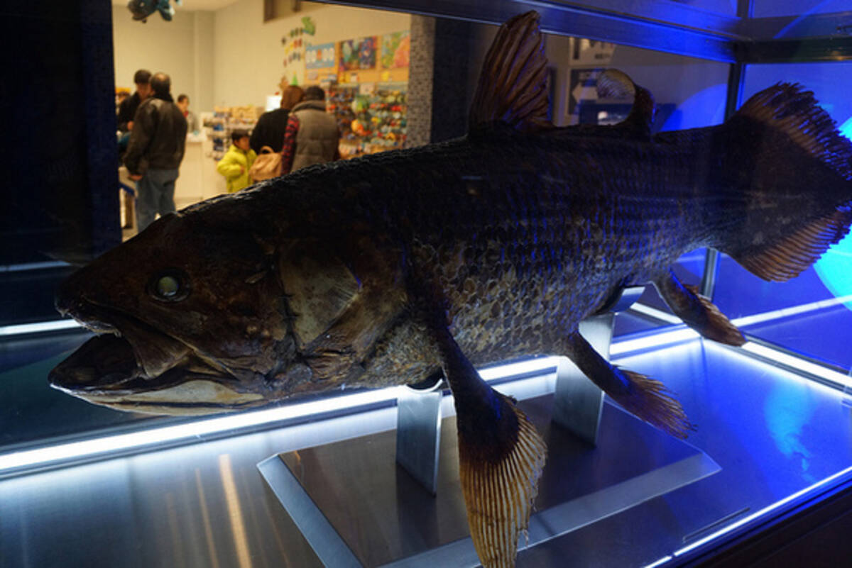 幻の魚 シーラカンス発見の日 なぜ生きた化石 釣ったり飼ったりできる 16年11月22日 エキサイトニュース