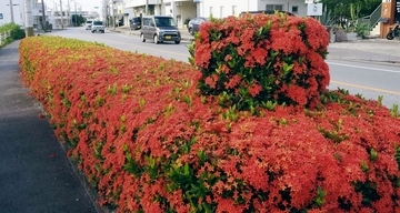 鮮やかな赤色のコバノサンダンカ、道行く人を魅了　沖縄・うるま市