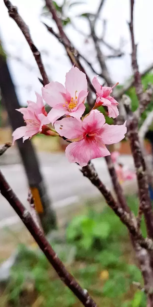 ピンクのじゅうたんに「花も風情」　トックリキワタが満開　カンヒザクラも開花　沖縄・恩納村