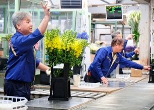 キクやガーベラなど色鮮やかな花　13万本が競りに　県中央卸売市場で花卉の初競り式