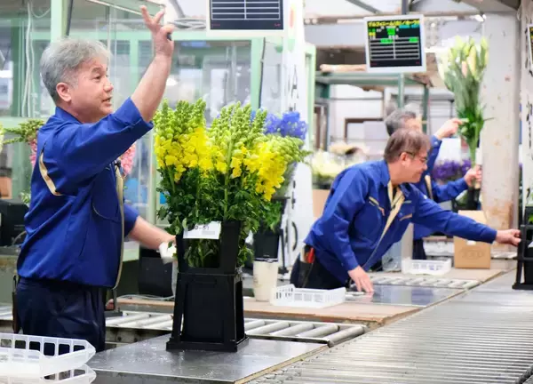 キクやガーベラなど色鮮やかな花　13万本が競りに　県中央卸売市場で花卉の初競り式