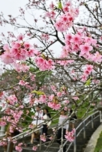 1万本の桜　鮮やかなピンクに　沖縄・名護さくら祭り、きょう2月1日まで