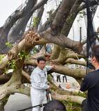 「台風で倒れたガジュマル　再生の可能性高く住民安堵　樹木医らの調査結果　沖縄市・胡屋十字路」の画像1