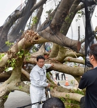 台風で倒れたガジュマル　再生の可能性高く住民安堵　樹木医らの調査結果　沖縄市・胡屋十字路