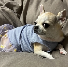 ［わが家のアイドル］食欲旺盛、散歩は苦手