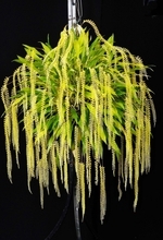 国内外のラン2万点展示　ビオスの丘のセロジネ属が大賞　沖縄で国際洋蘭博覧会1月24日開幕　いけばな展や栽培相談コーナーも