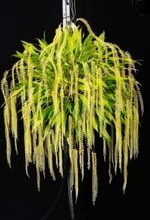 国内外のラン2万点展示　ビオスの丘のセロジネ属が大賞　沖縄で国際洋蘭博覧会1月24日開幕　いけばな展や栽培相談コーナーも