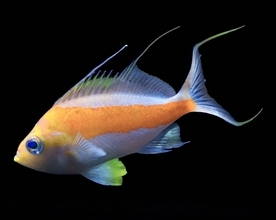 美ら海水族館、国内初採集の魚を展示　サクラダイの一種　和名「タスキサクラダイ」と命名