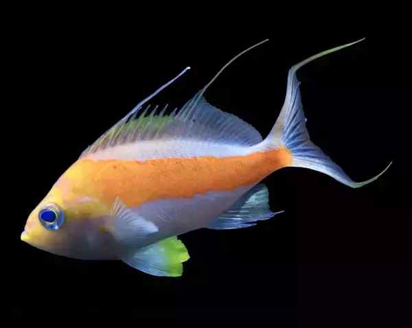 美ら海水族館、国内初採集の魚を展示　サクラダイの一種　和名「タスキサクラダイ」と命名