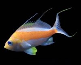 美ら海水族館、国内初採集の魚を展示　サクラダイの一種　和名「タスキサクラダイ」と命名