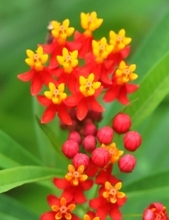 トウワタの花鮮やか　赤い花びら反り返る　咲き終わると種はじける　沖縄・石垣市