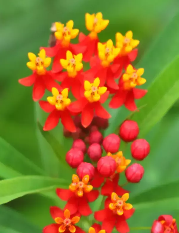 「トウワタの花鮮やか　赤い花びら反り返る　咲き終わると種はじける　沖縄・石垣市」の画像