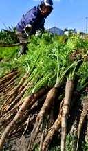 本格的な冬が訪れる「大雪」　沖縄は晴れ　青空の下で島ニンジンどっさり