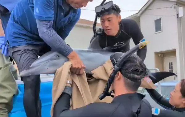 「沖縄・石川ビーチに“迷子”のイルカ　水族館職員らが救出作戦　住民も協力「元気になって」【動画あり】」の画像