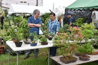大植木市14日（日）まで　熱帯果樹や盆栽、手頃な値段で販売　沖縄市農民研修センター