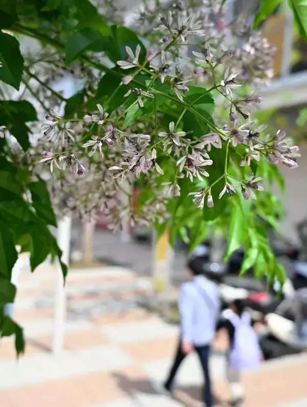 「［沖縄days］春風に揺れる薄紫の花　那覇市」の画像